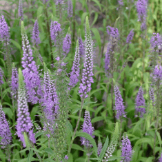 Des images de diff�rentes plantes